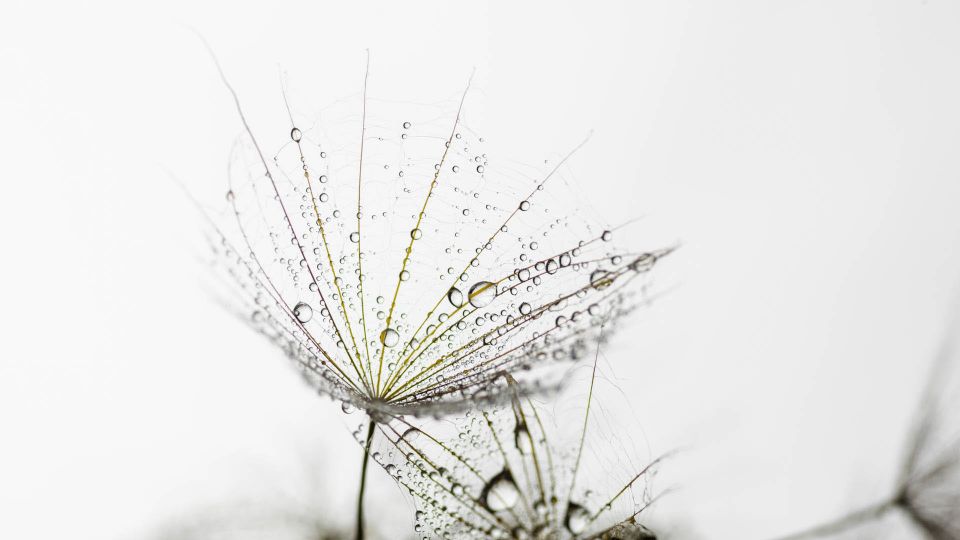 Harvey Water Softeners has been acquired by Culligan International